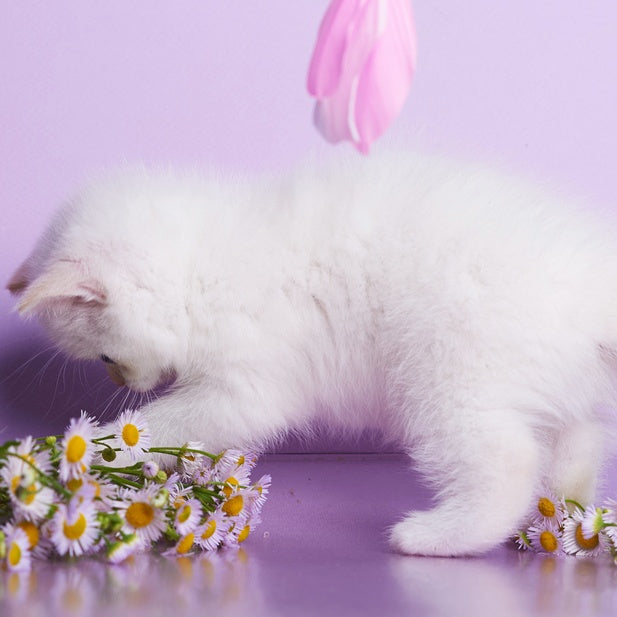Aliaska British Shorthair female, red pointed