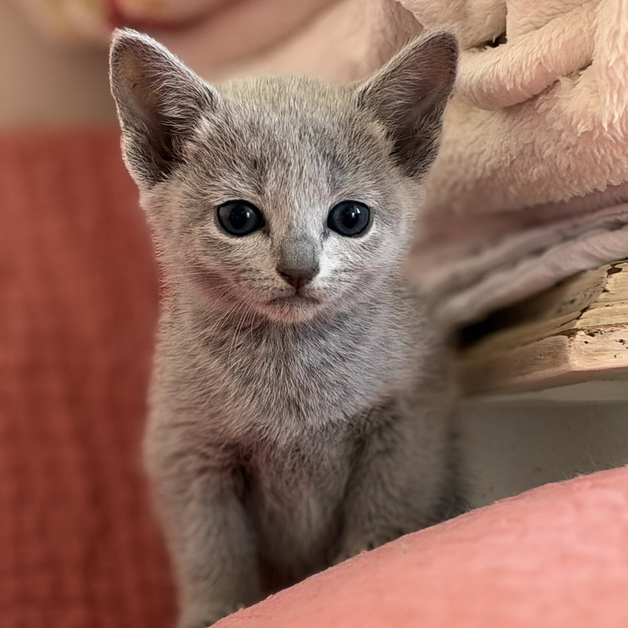 Nina Russian Blue female, blue