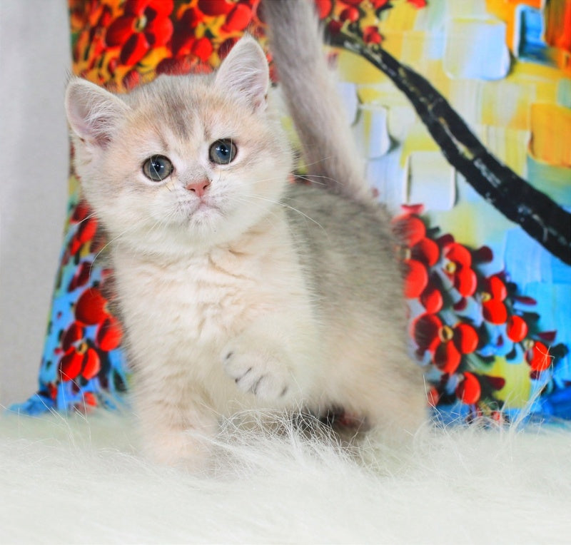 Princess British Shorthair female blue golden shaded - live animals