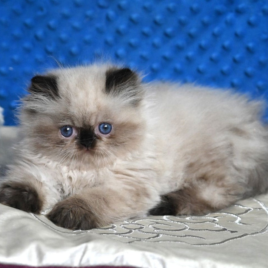 Brooklyn Persian male, black pointed
