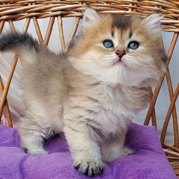 Zephir British Longhair male black golden ticked tabby - live animals