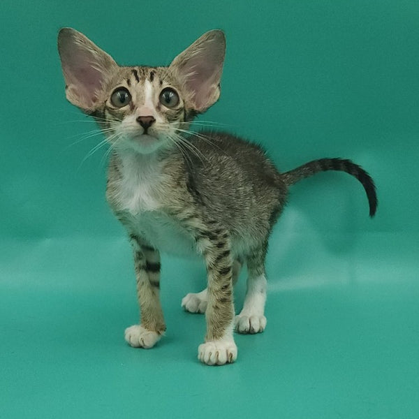Valery Oriental Shorthair female, black tortie bicolour spotted tabby