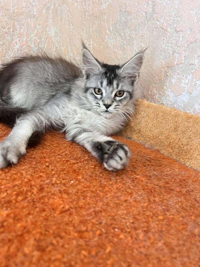 Zabrina Maine Coon female, black silver ticked tabby
