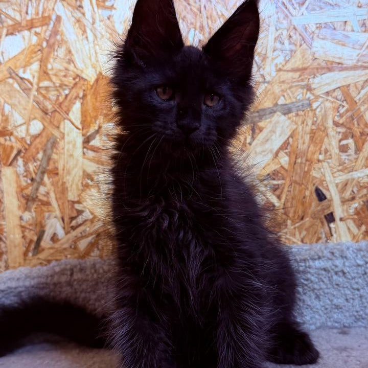 Khal Maine Coon male, black