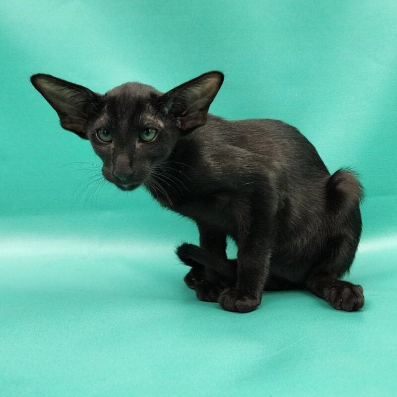 Ramses Oriental Shorthair male, black