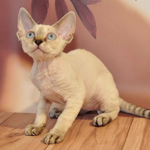 Alex Devon Rex male, black tabby pointed