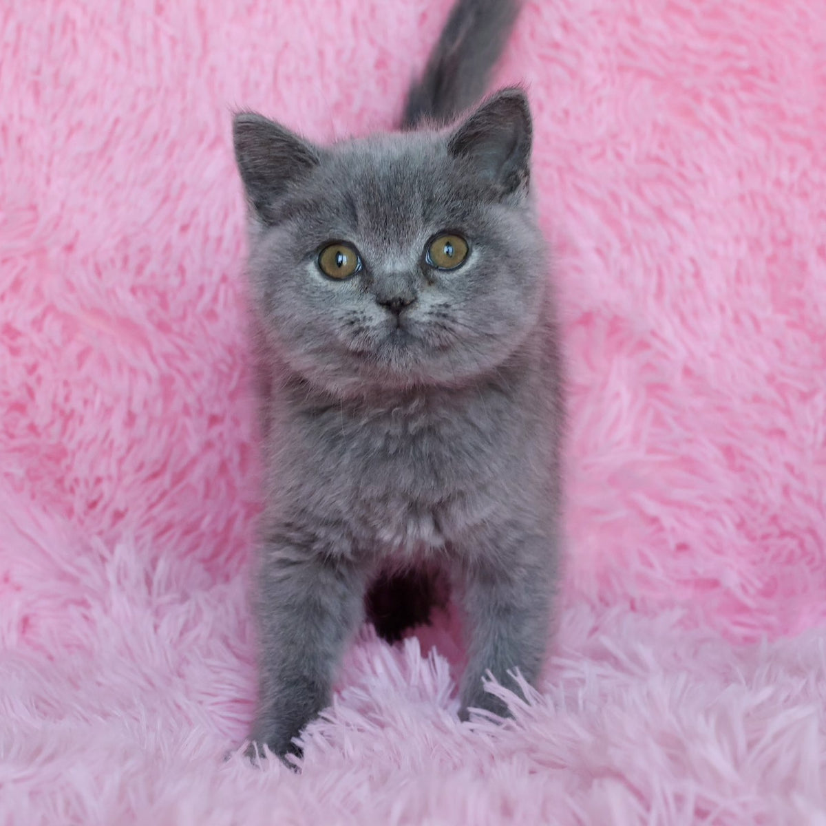 Xara British Shorthair female, blue