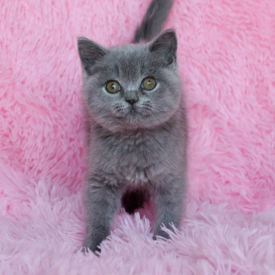 Xara British Shorthair female, blue