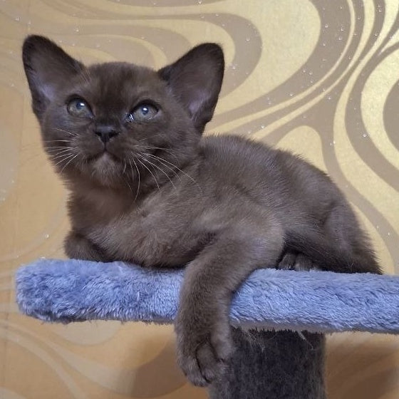 Hanna Burmese female, black