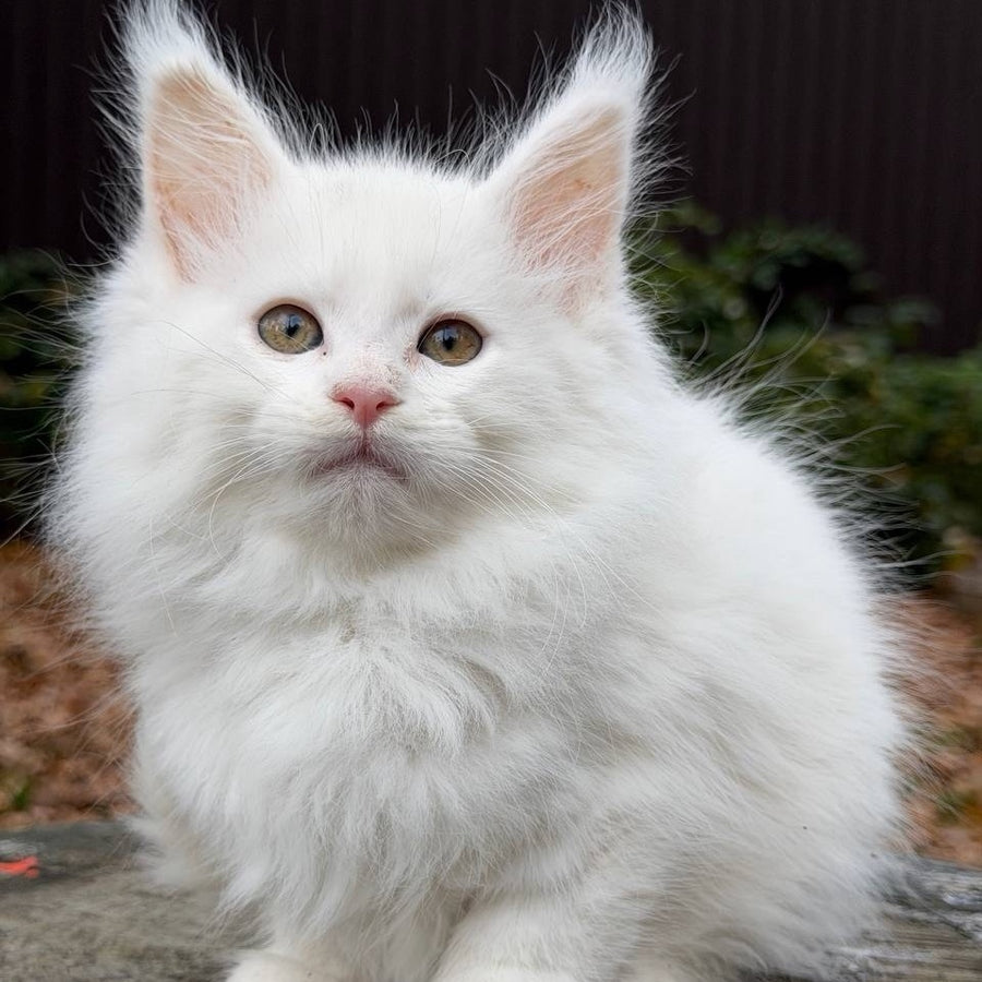 Marishka Maine Coon female, white