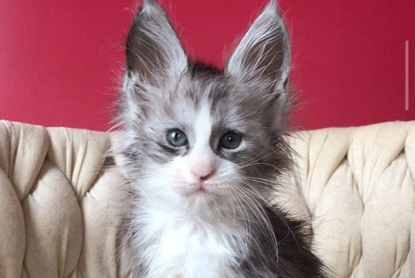 Yan Maine Coon male black silver bicolour - live animals