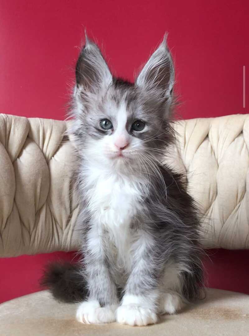 Yan Maine Coon male black silver bicolour - live animals