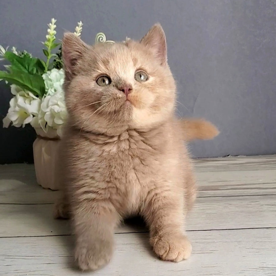 Daisy British Shorthair female, lilac tortie