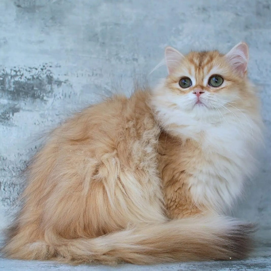 Jady British Longhair female, chocolate golden chinchilla