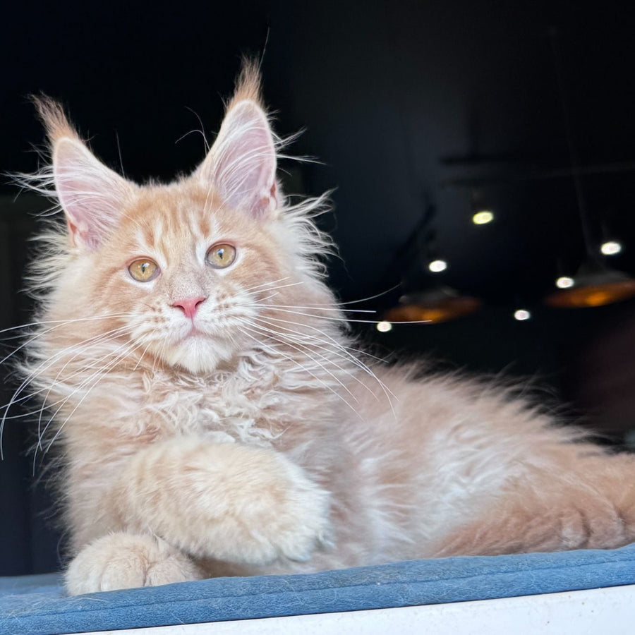Winston Noir Maine Coon male, cream tabby