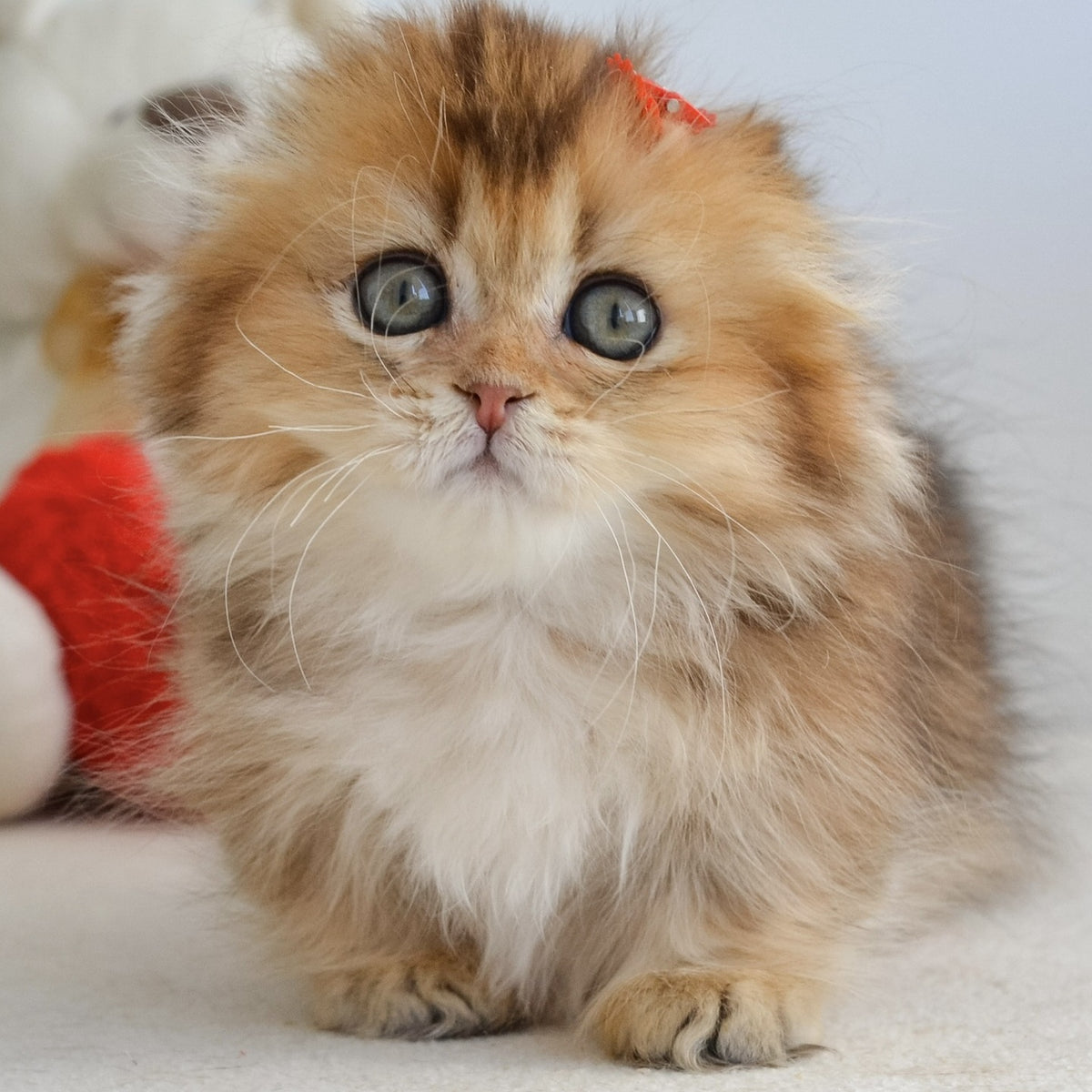 Henny Munchkin female, black golden ticked tabby