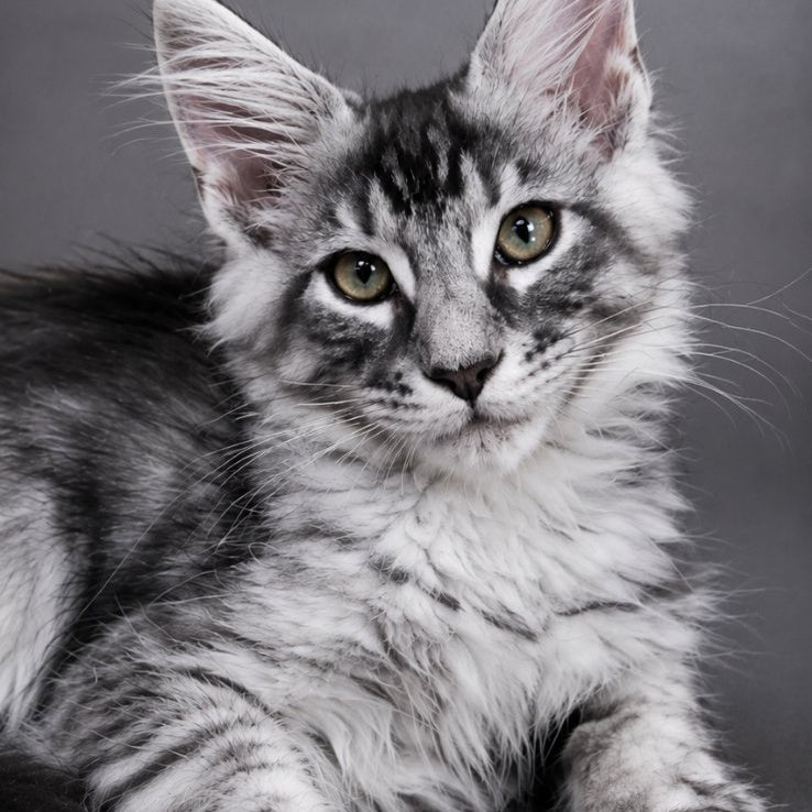 Lexus Maine Coon male, black silver tabby