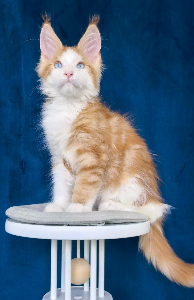 Laky Strike Maine Coon male, red bicolour tabby