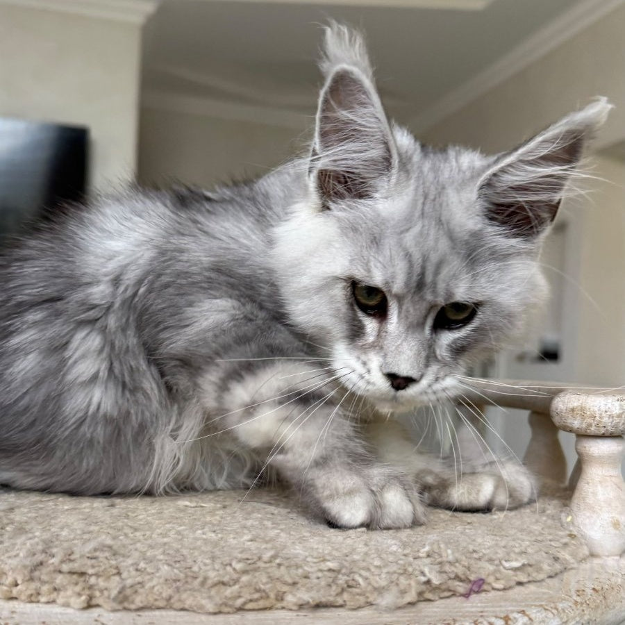 Paris Maine Coon male, black silver tabby
