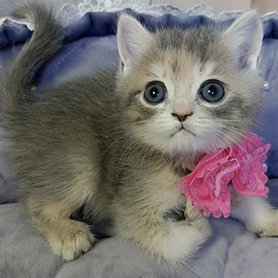 Tyra British Shorthair female, blue tortie
