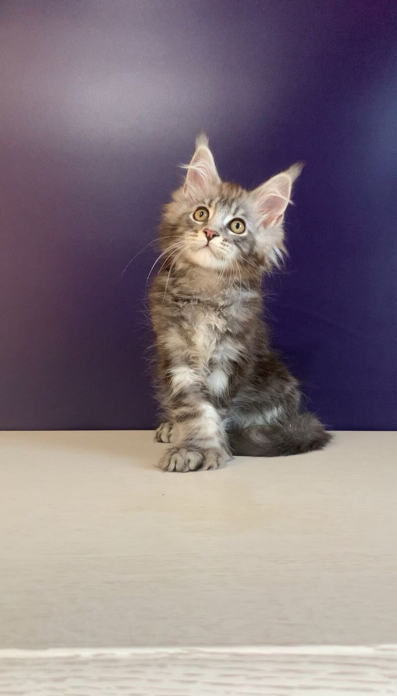 Norion Maine Coon polydactyl male, black silver tabby