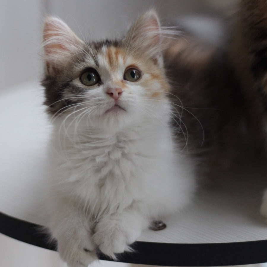 Kvetka Siberian female, black tortie tabby bicolour