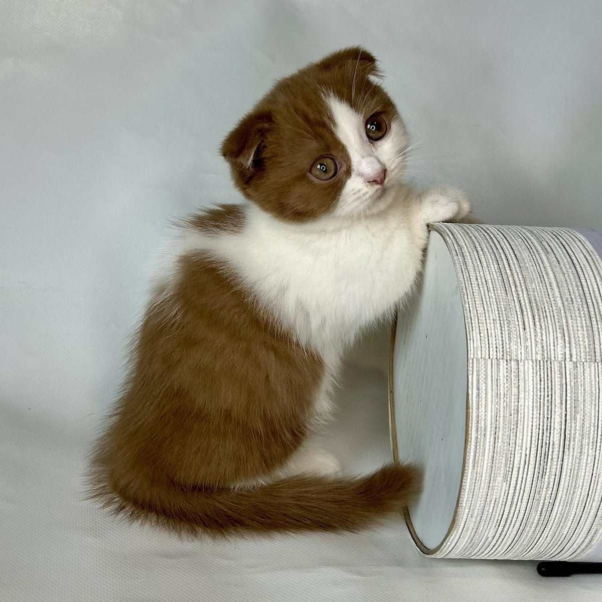 Leya Munchkin female, cinnamon bicolour
