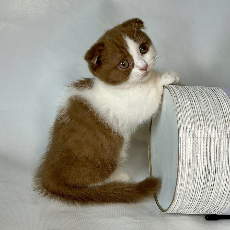 Leya Munchkin female, cinnamon bicolour