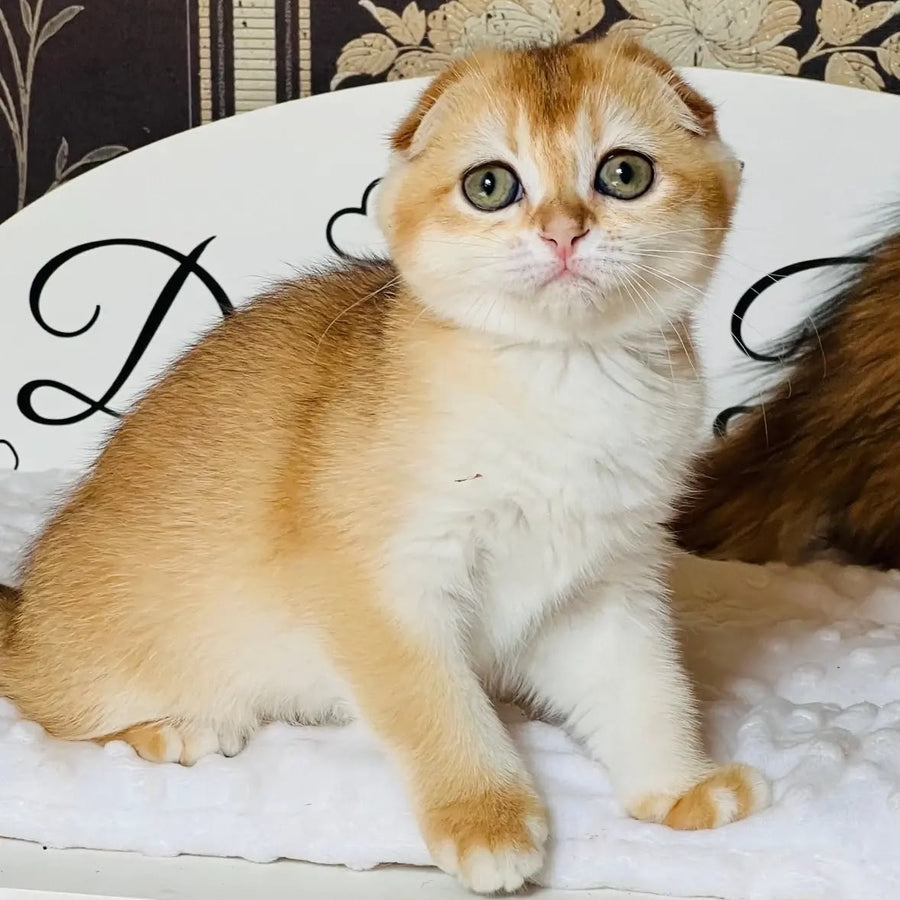 Kassioperia Scottish Fold female, black golden chinchilla