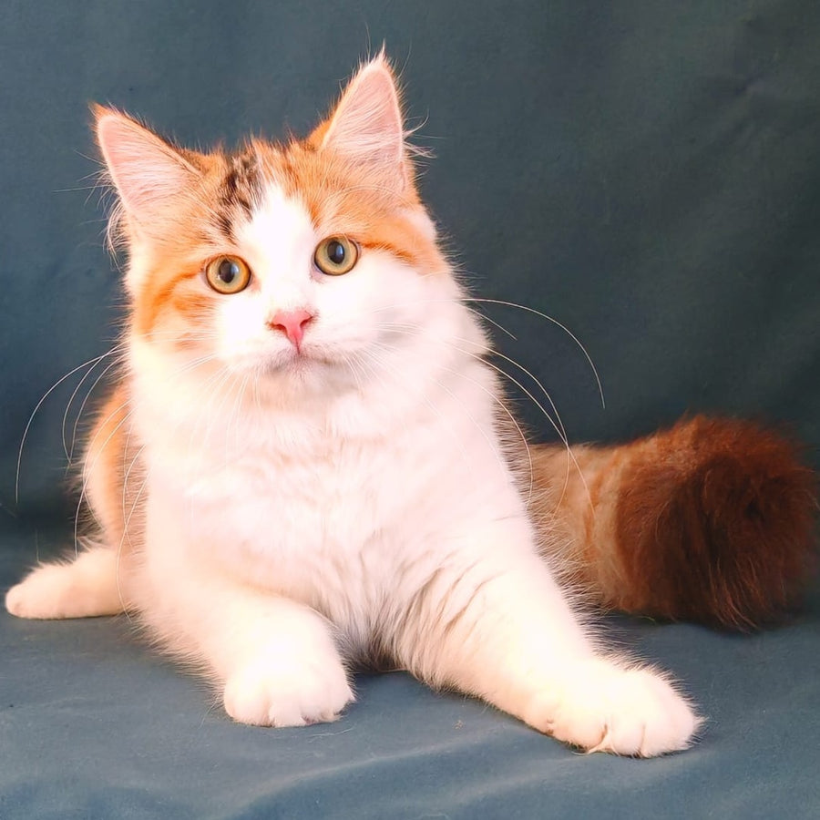 Pelageya Siberian female, black tortie harlequin spotted tabby