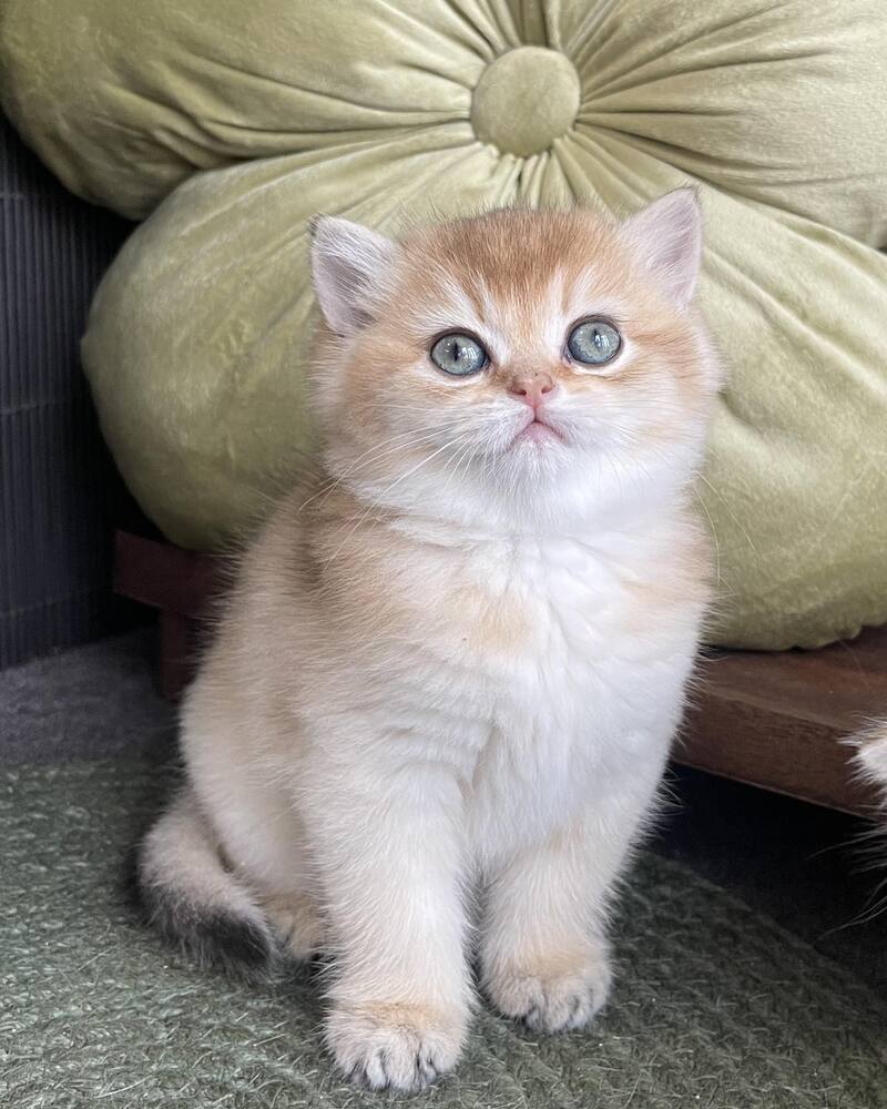 Wishenka British Shorthair female black golden ticked tabby - live animals