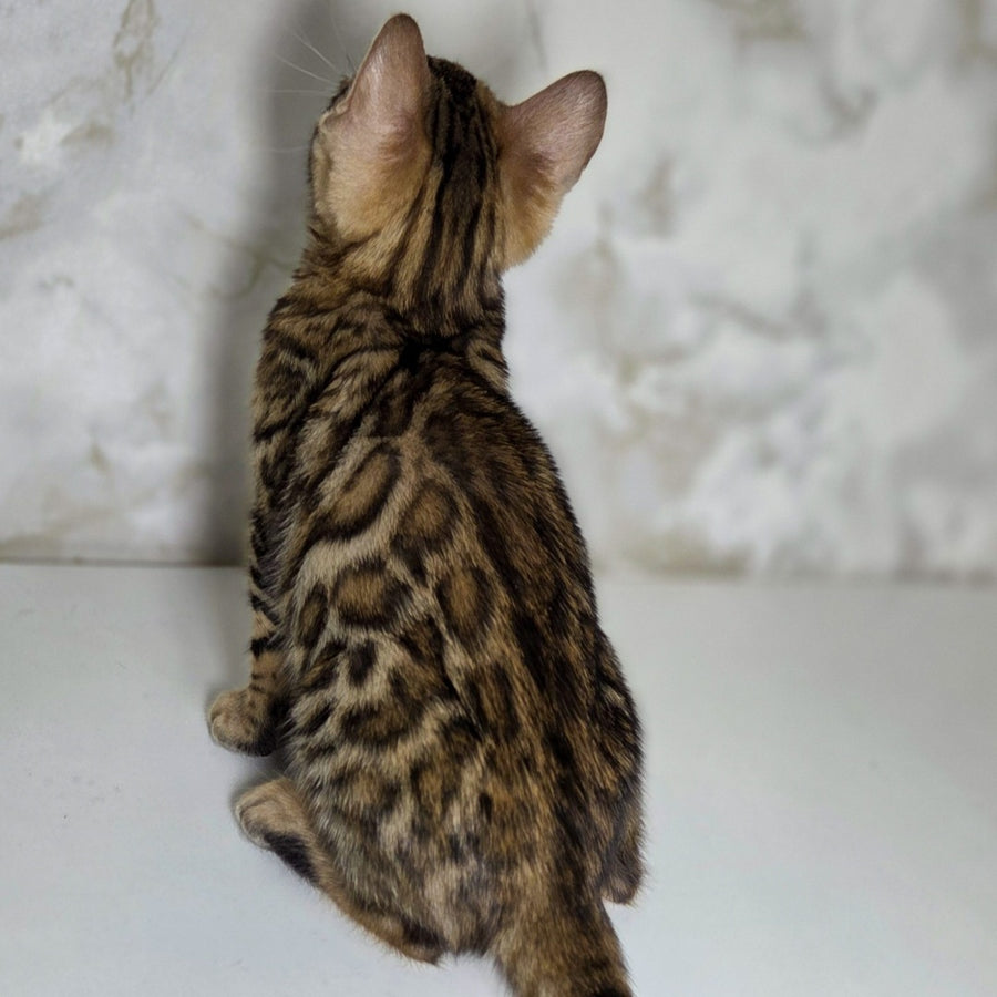 King Bengal male, black spotted tabby
