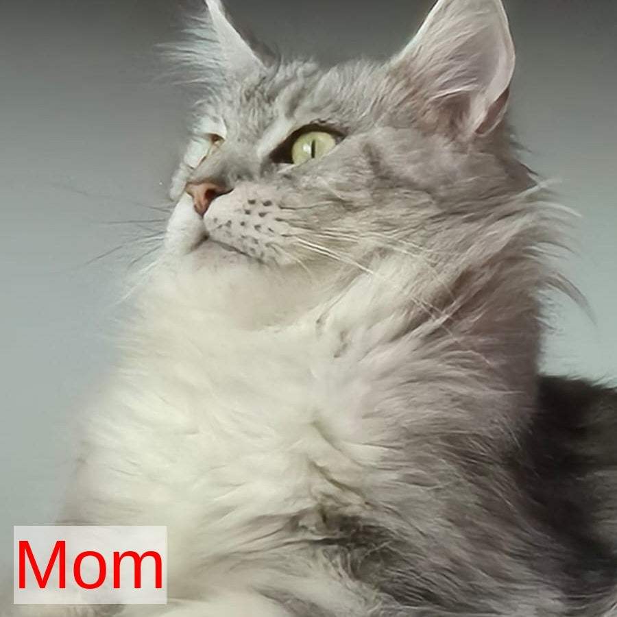 Kaiser Maine Coon male, black tabby