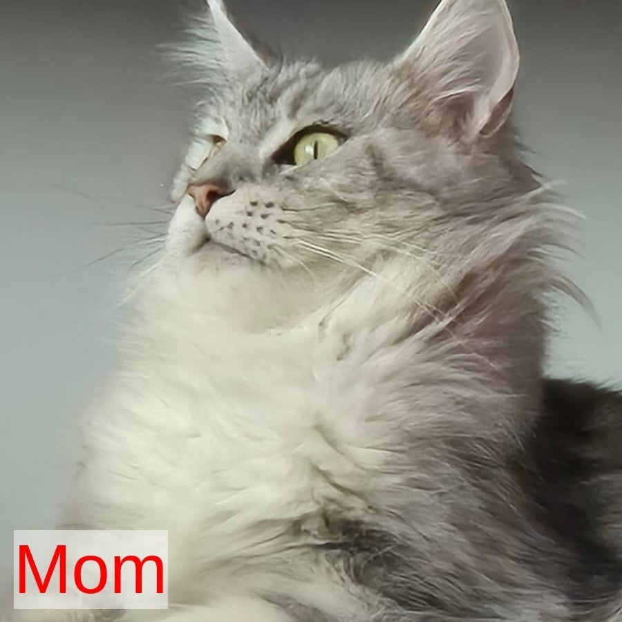 Karate Maine Coon male, black silver tabby