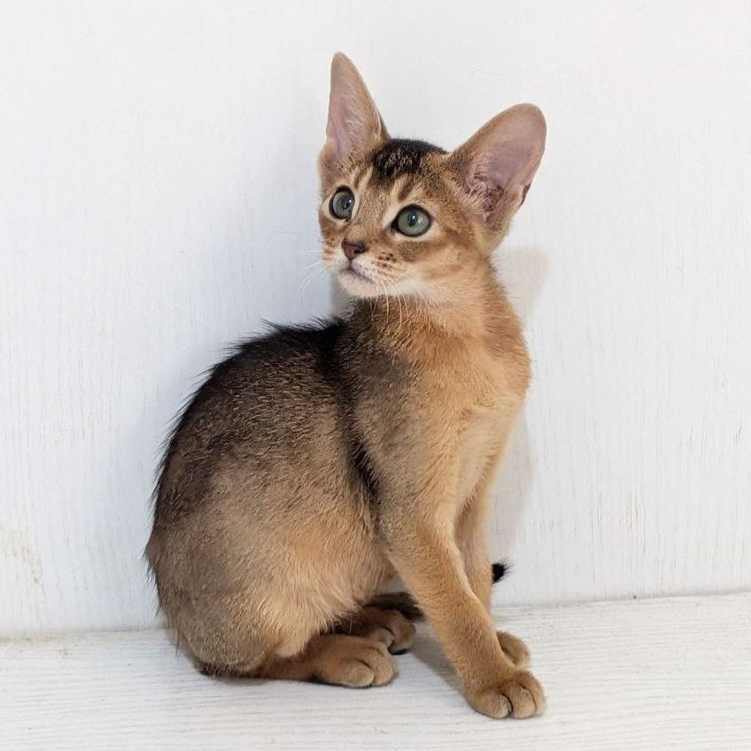 Gerda Abyssinian female, black