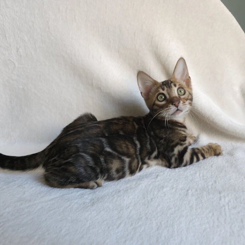 Тango Bengal male black spotted tabby - live animals