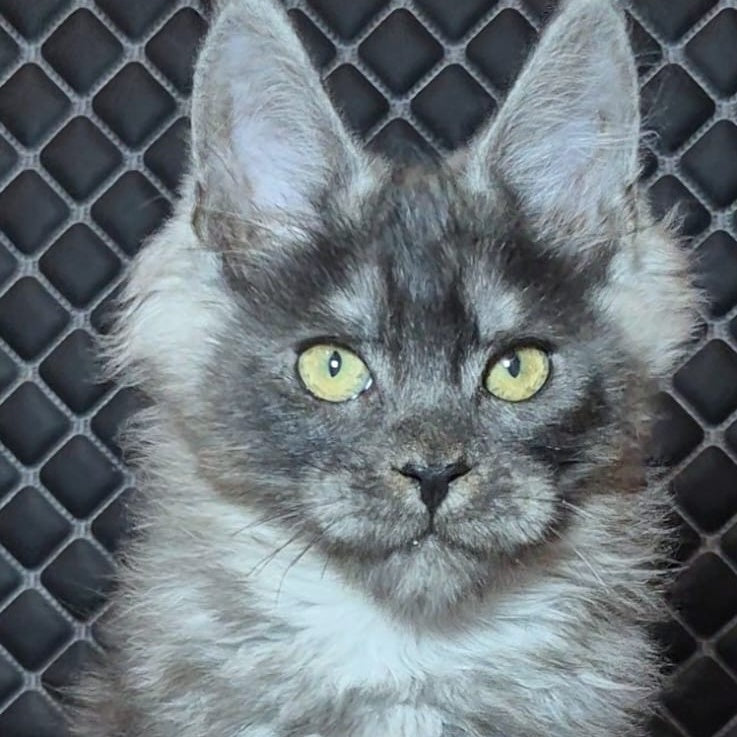 Byron Maine Coon polydactyl 5x5x5x6 male, black silver