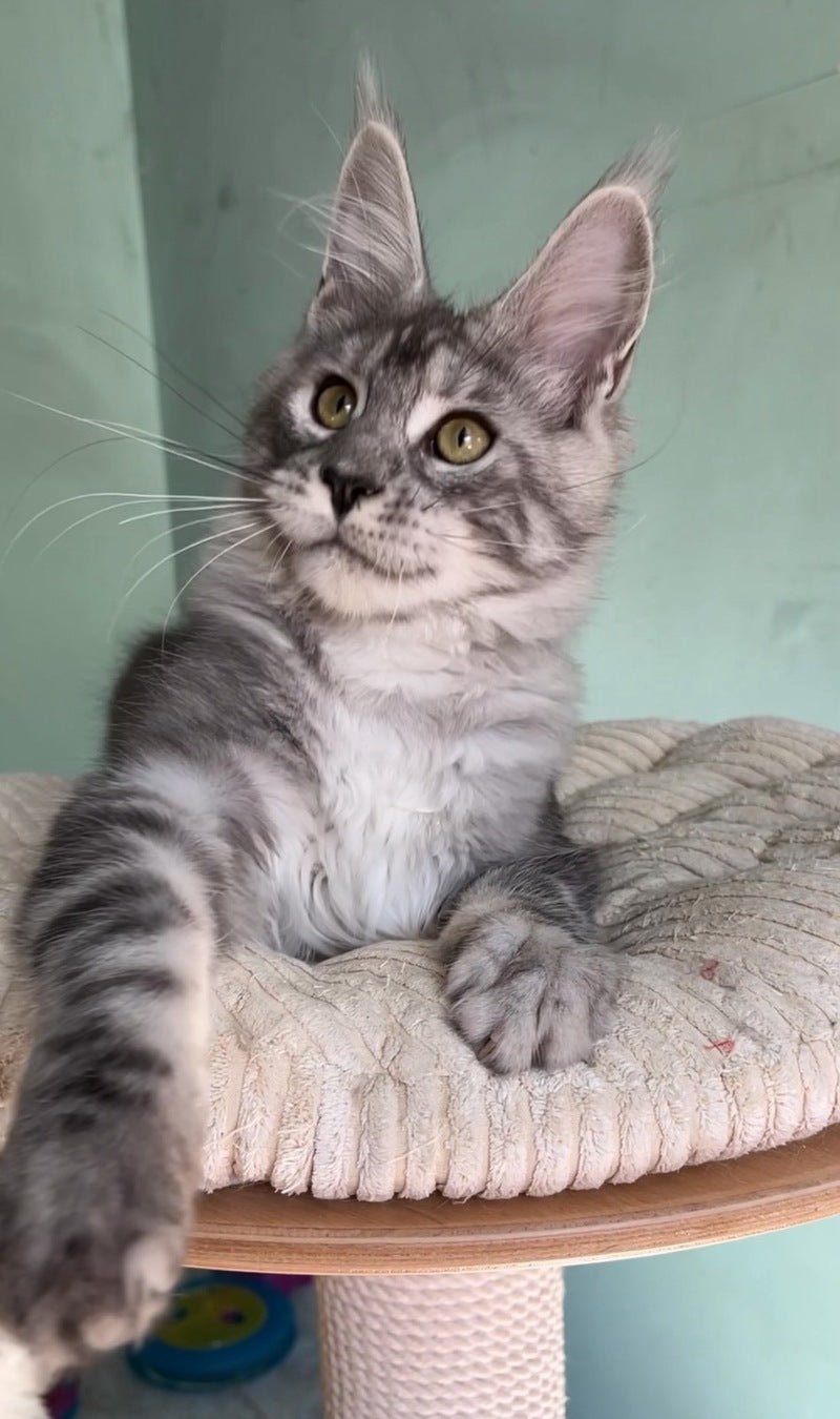 Zodiac Maine Coon male, black silver tabby