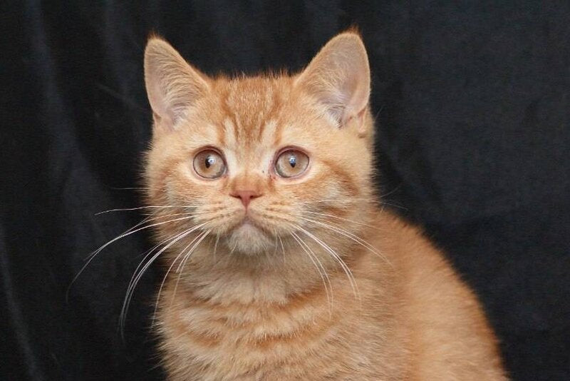 Mavik British Shorthair male, cinnamon ticked tabby