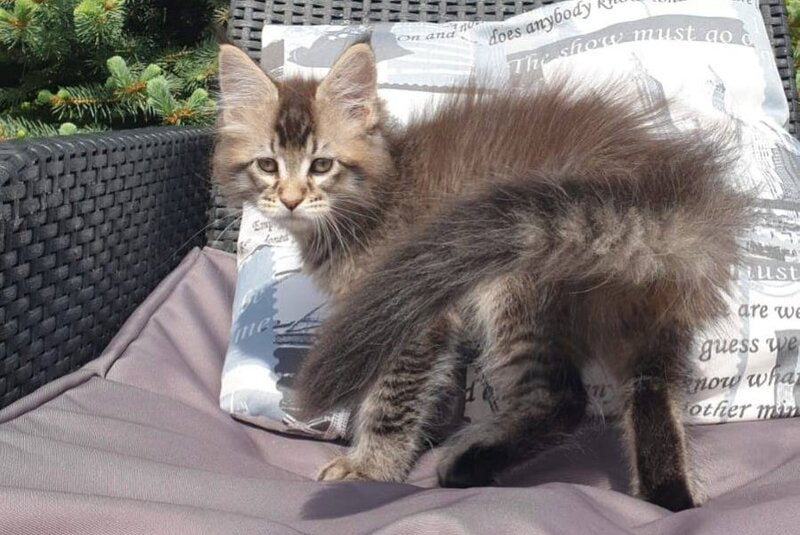 Grace Maine Coon female black ticked tabby - live animals