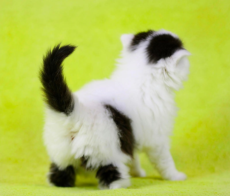 Eddi Scottish Straight male black tabby harlequin live animals