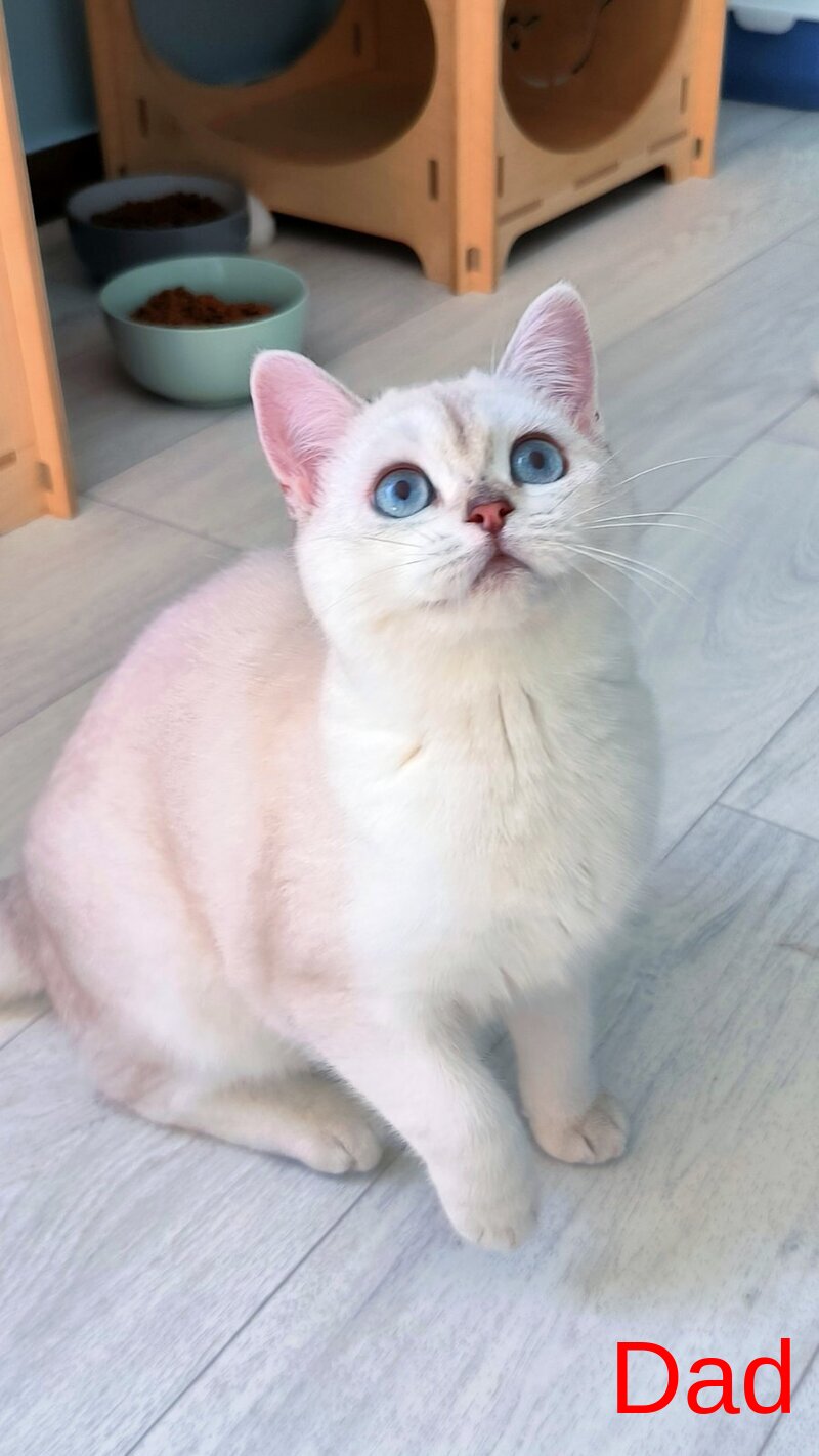 Bon-Bon Scottish Straight male, blue silver shaded pointed