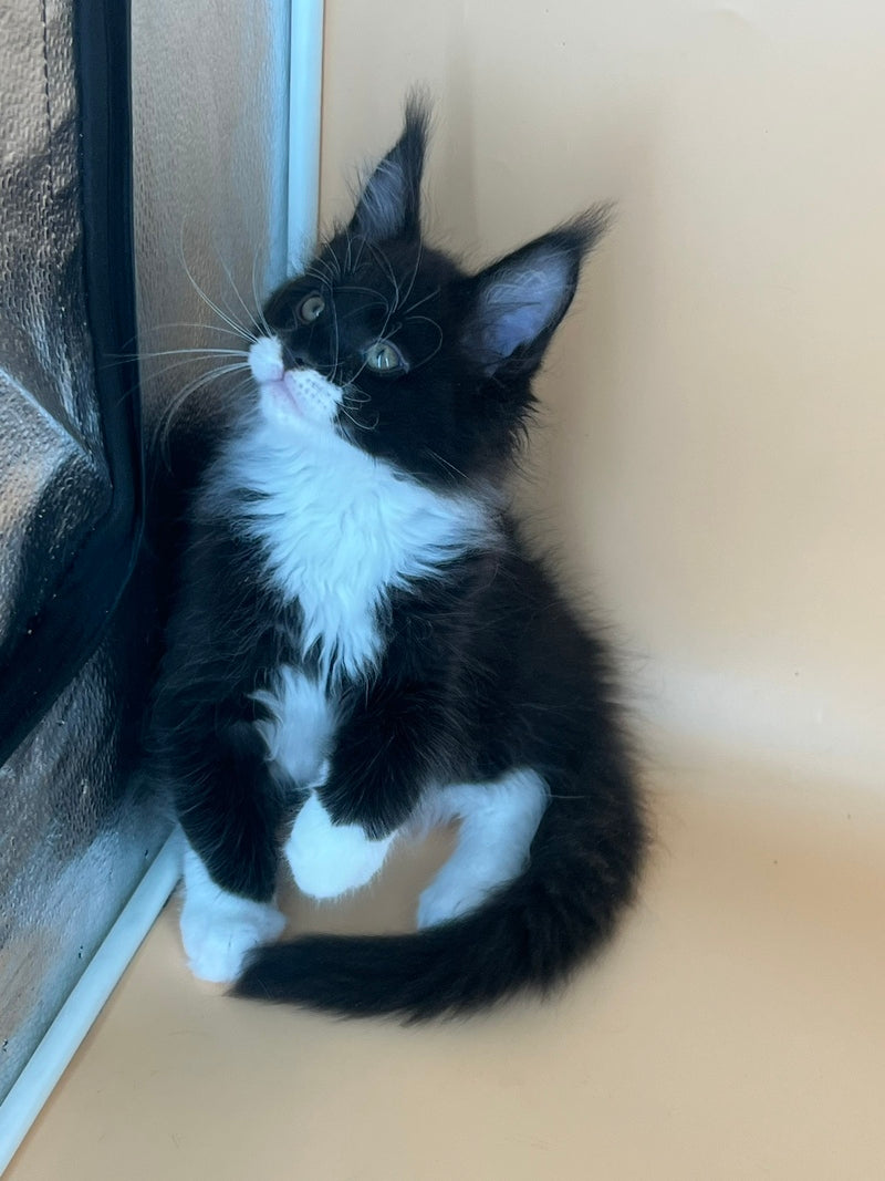 Betmann Maine Coon male, black bicolour