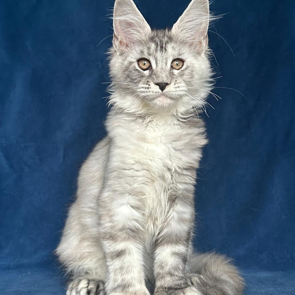 Liya Maine Coon polydactyl 6x6x6x6 female, black tortie silver ticked tabby