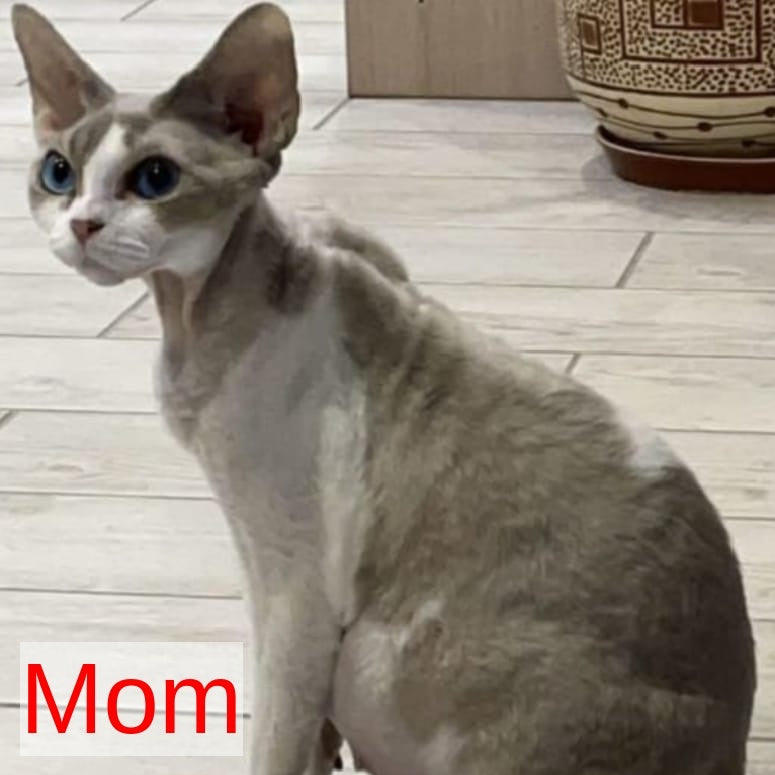 Stiksi Devon Rex female, blue tabby