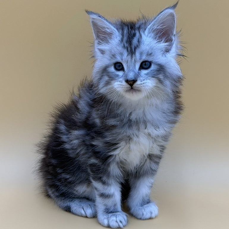 Hammer Maine Coon male, black silver tabby