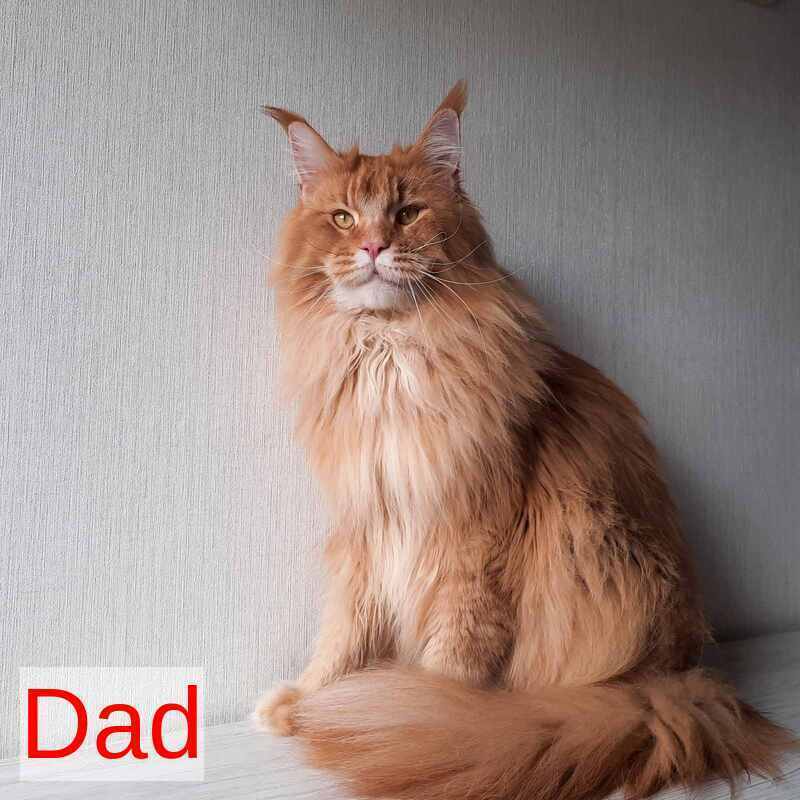 Graf Maine Coon male, black