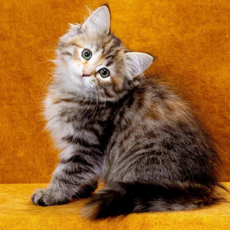Ivanka Siberian female, black tortie spotted tabby