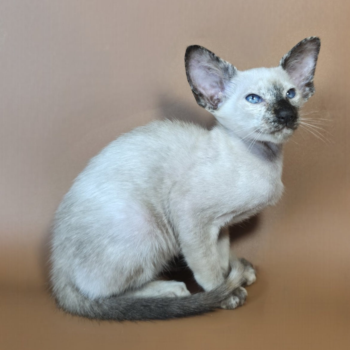Lyra Siamese female, black tortie