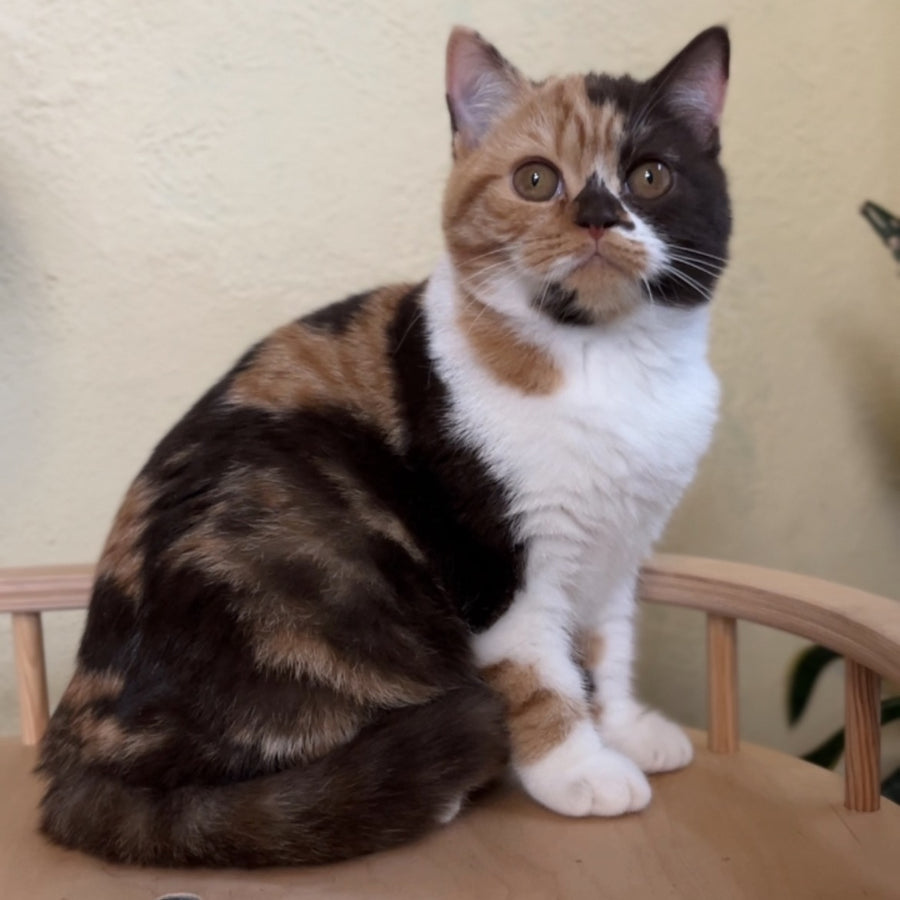 Dream British Shorthair female, chocolate tortie bicolour